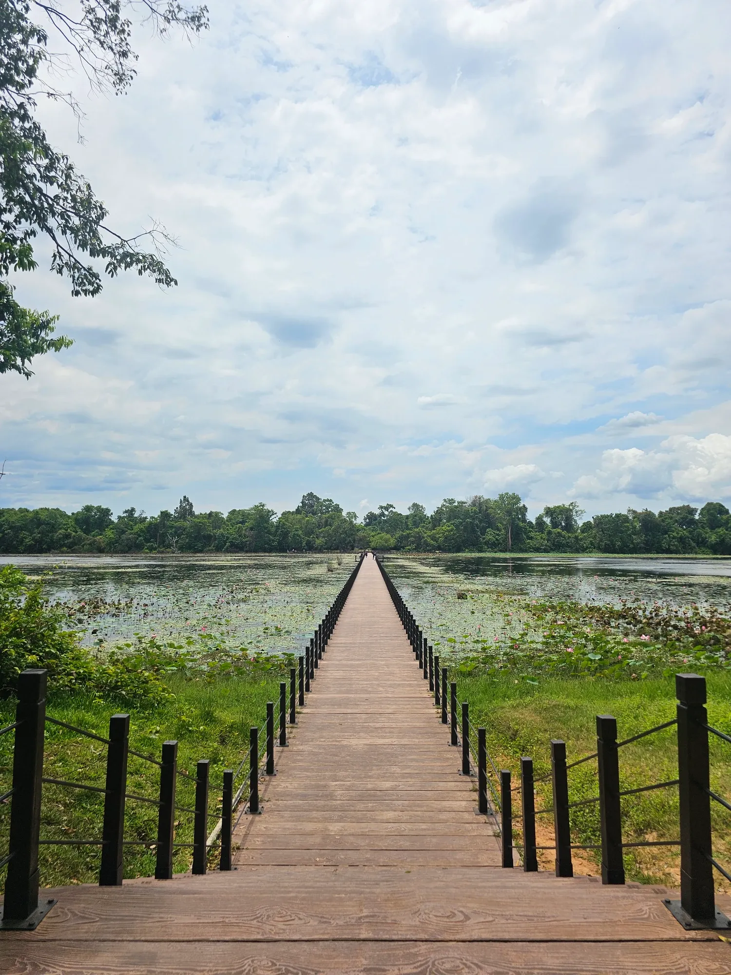 Un long ponton en bois traverse un grand bassin couvert de lotus, jusqu'à une rangée d'arbres