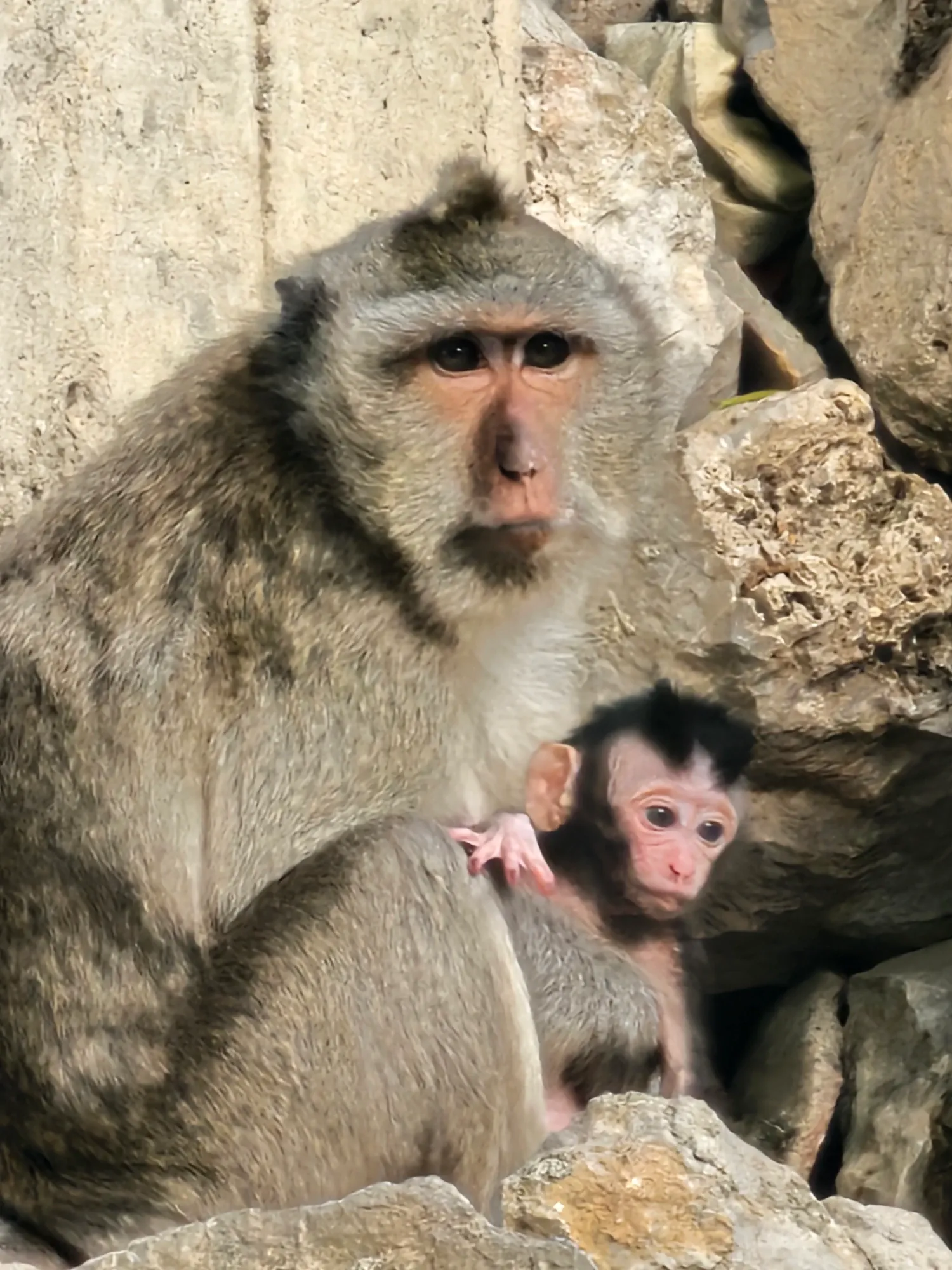 Un macaque adulte assis entre des rochers, avec un bébé macaque blotti contre lui
