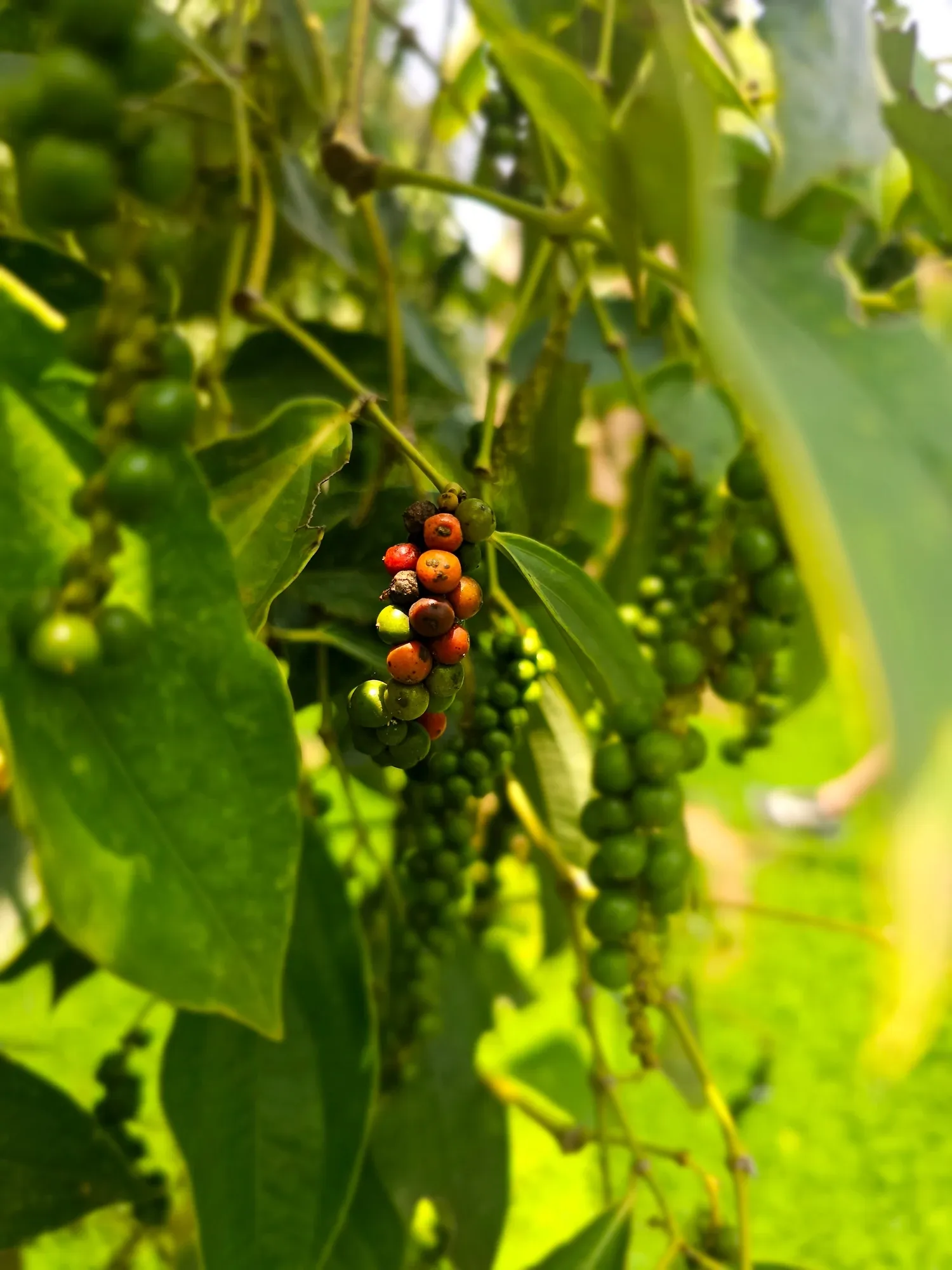 Gros plan sur une grappe de poivre qui porte à la fois des grains verts, rouges et bruns, entre les feuilles du poivrier