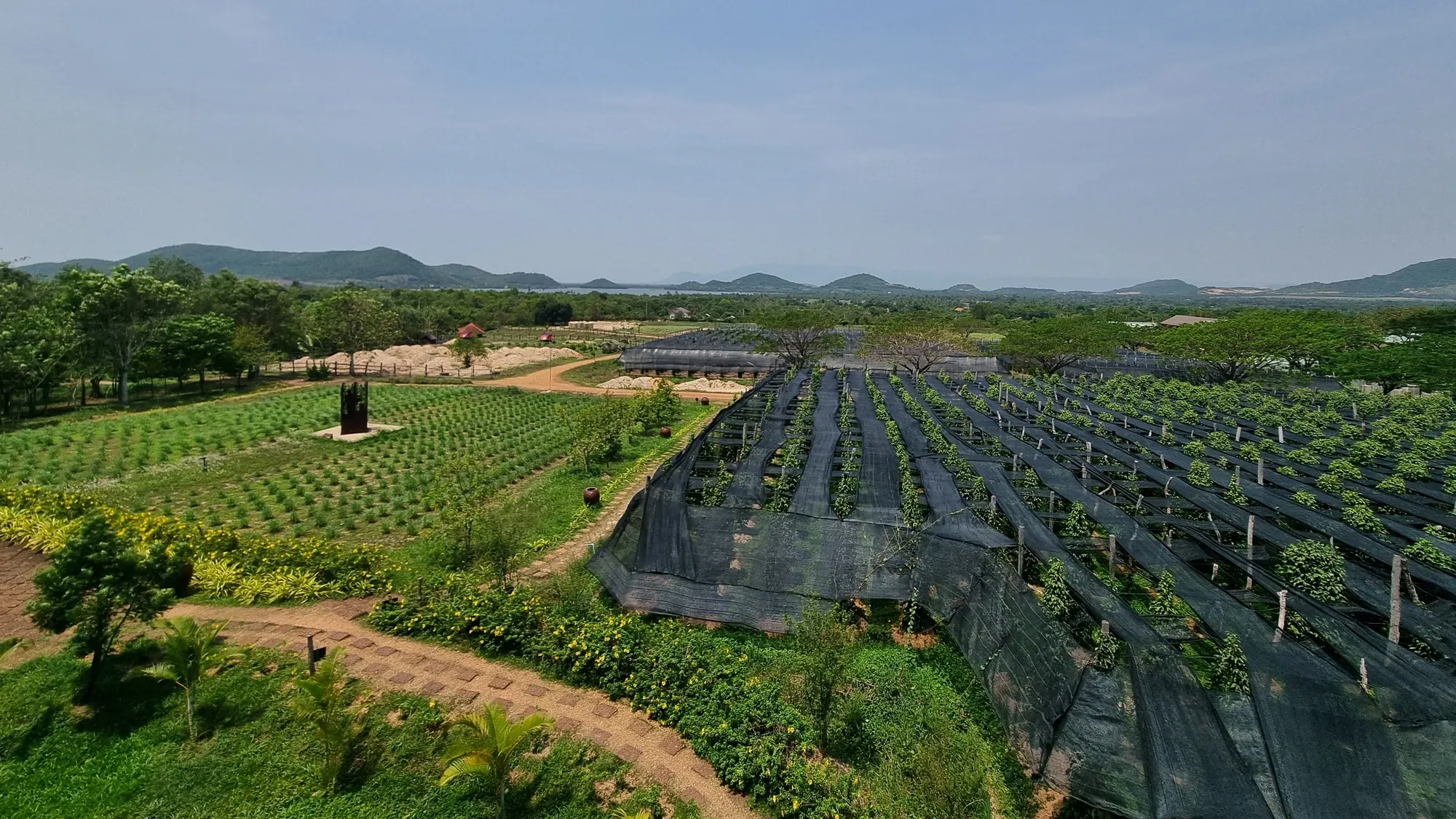 Les rangées de poivriers de La Plantation, à l'abri de leurs filets d'ombrage noirs, vues d'en haut, avec les collines de Kampot au loin