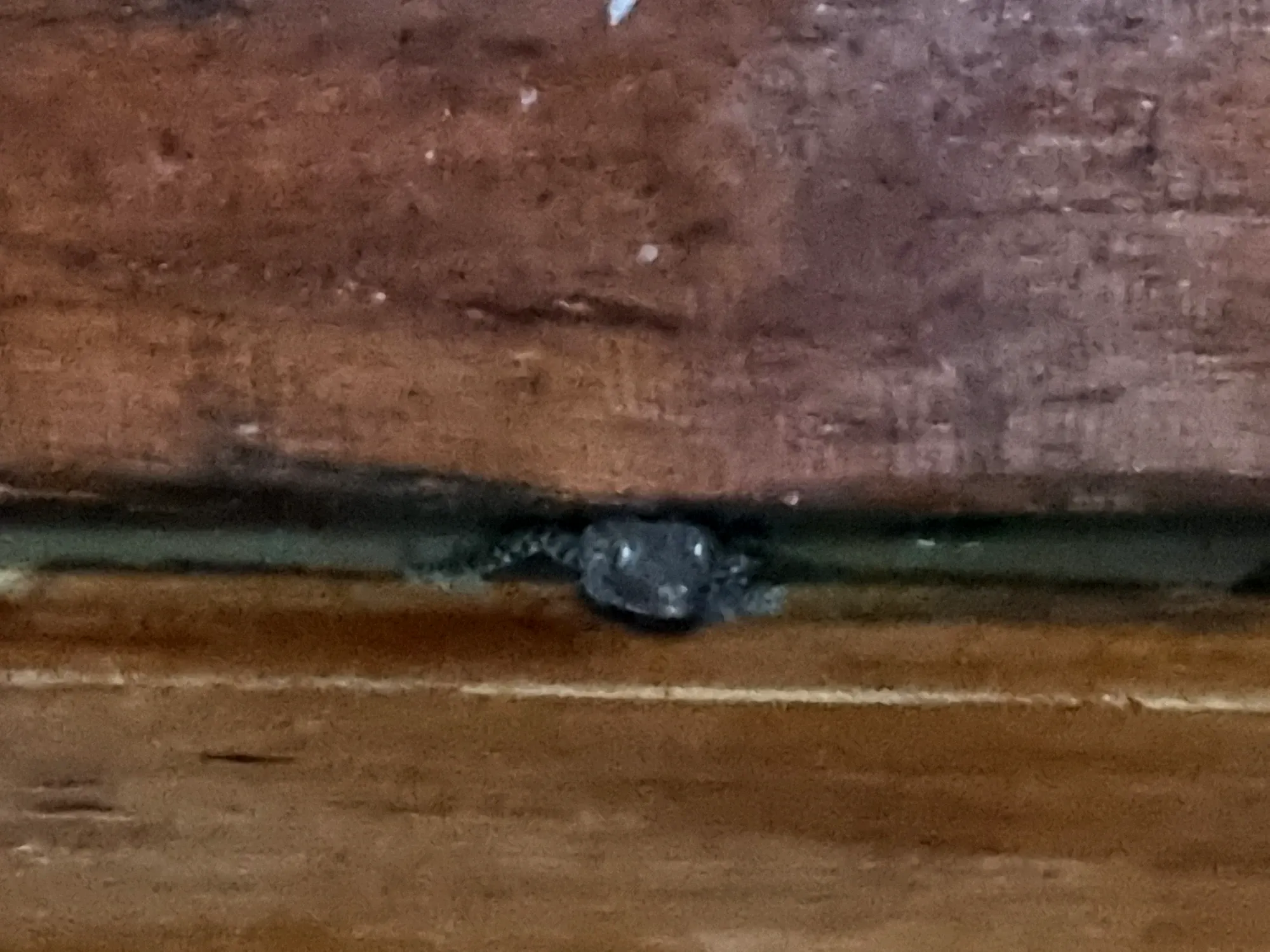 Un gecko tokay gris tacheté, en partie caché dans l'interstice entre deux planches de bois
