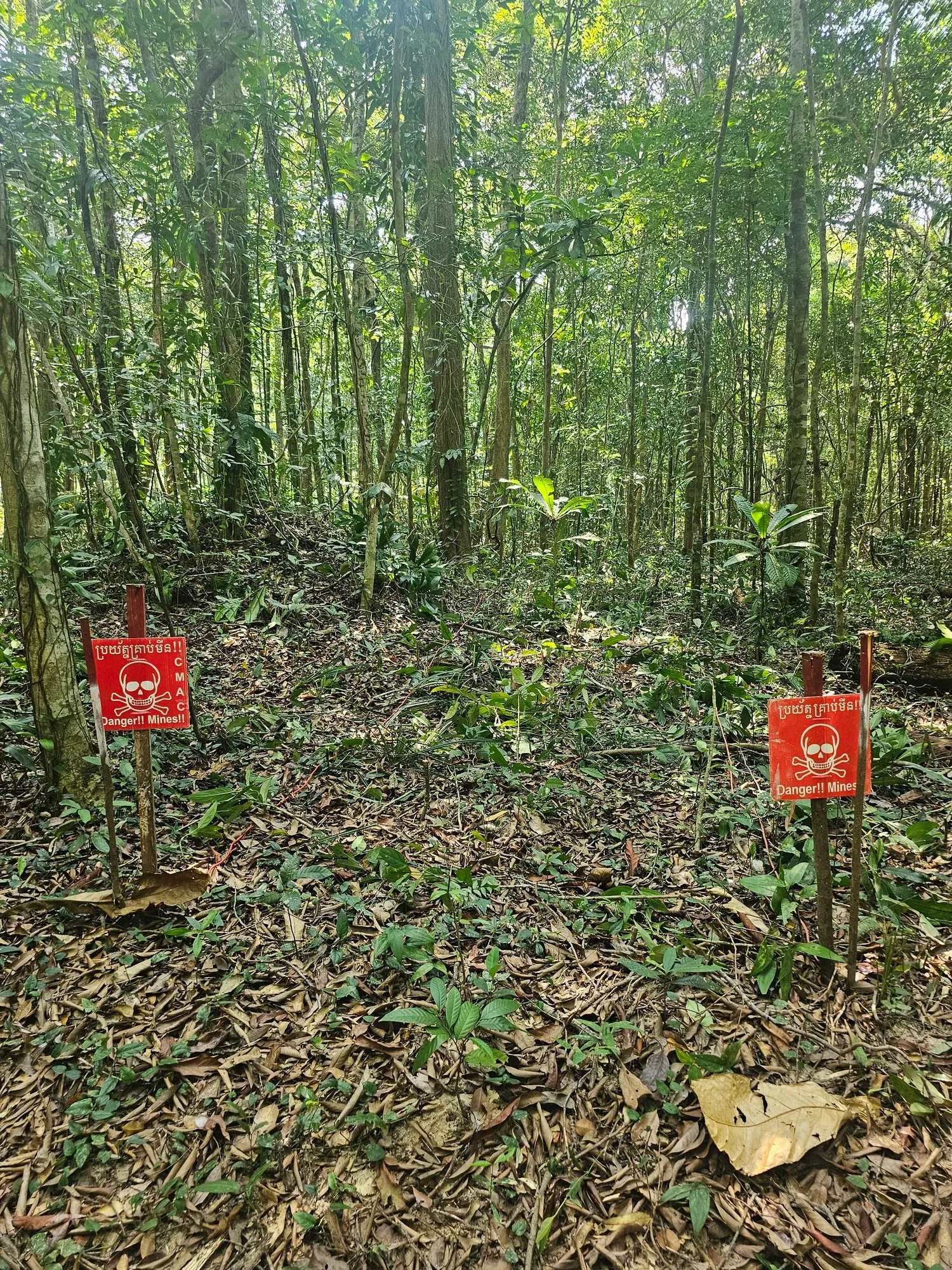 Deux panneaux rouges à tête de mort, « Danger!! Mines!! » en khmer et en anglais, plantés dans le sous-bois de la jungle