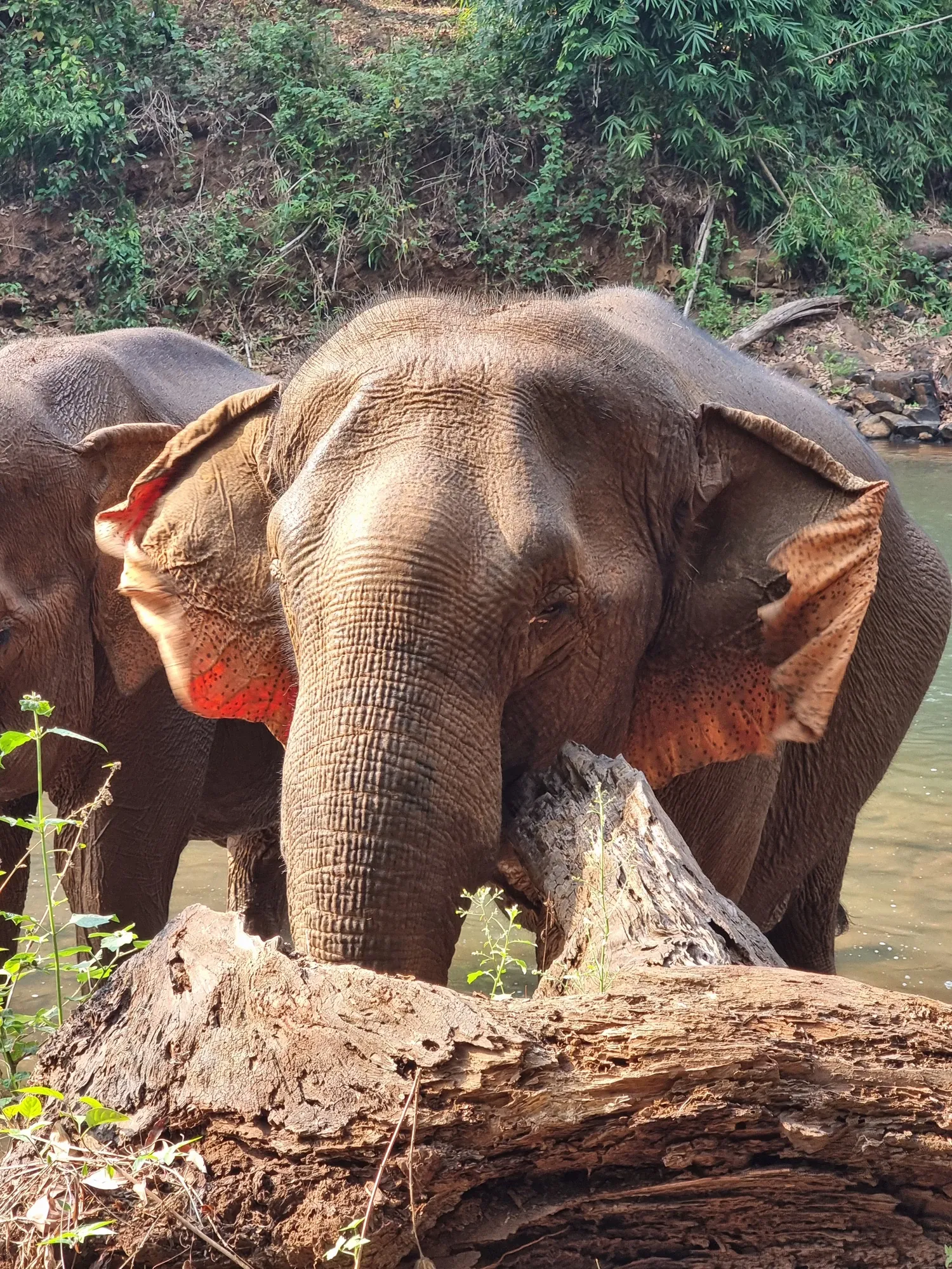 Gros plan sur un éléphant aux oreilles tachetées de rose, derrière un tronc d'arbre tombé, avec un second éléphant à gauche et une rivière au fond
