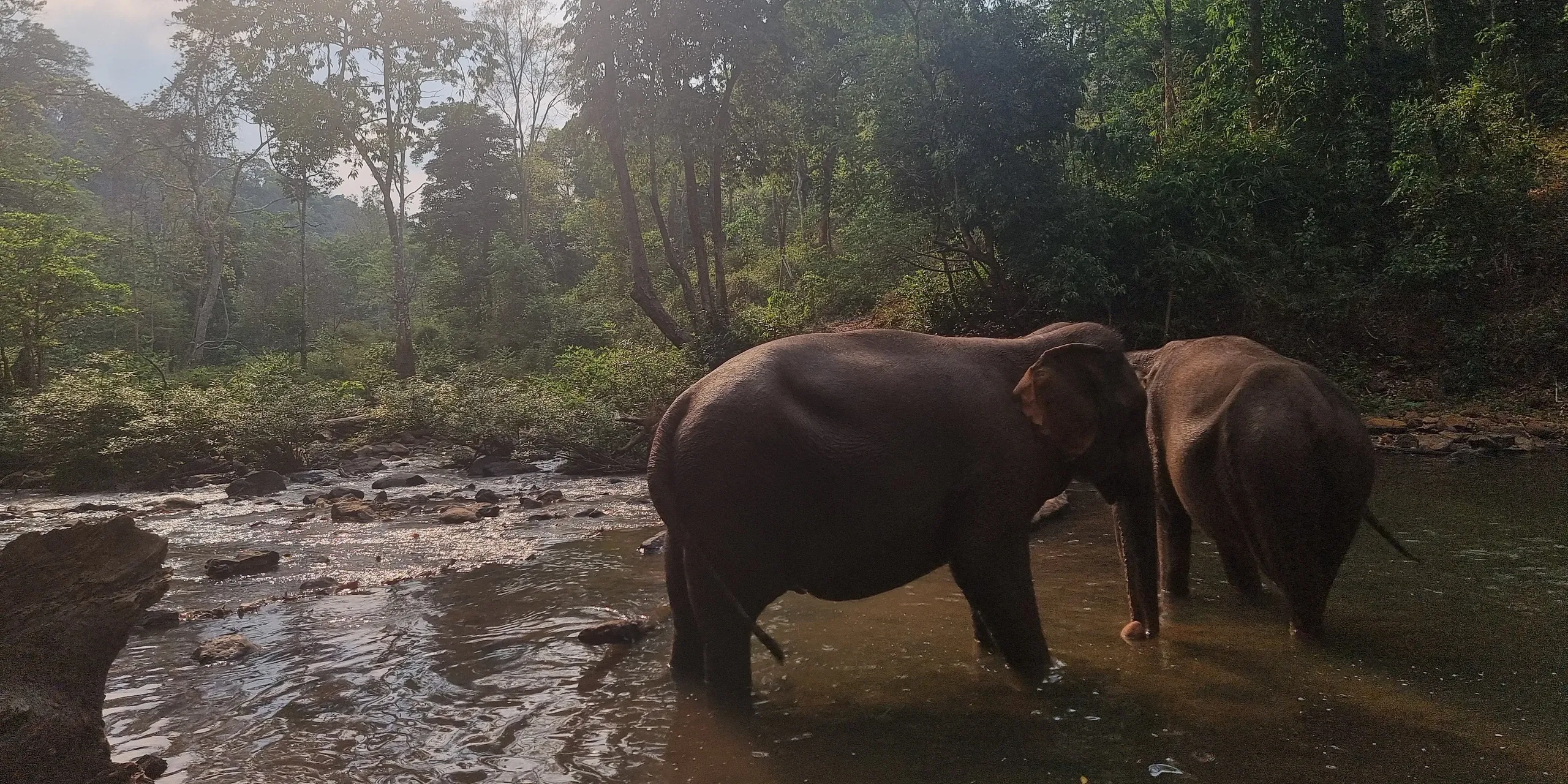 Deux éléphants d'Asie dans une rivière au pied de la jungle du Mondulkiri, au Cambodge