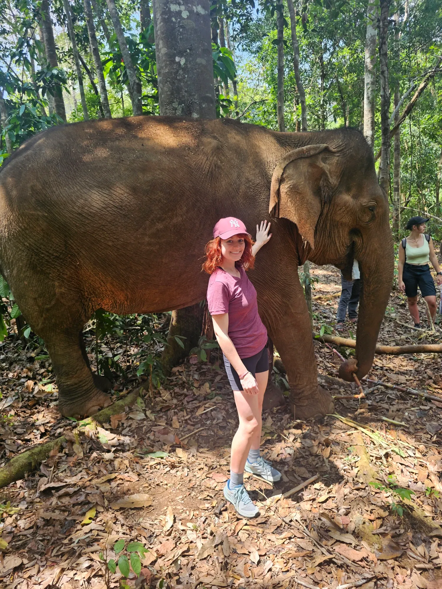 Ségolène, en casquette rose, la main posée sur le flanc d'un éléphant, sous les arbres de la jungle du Mondulkiri