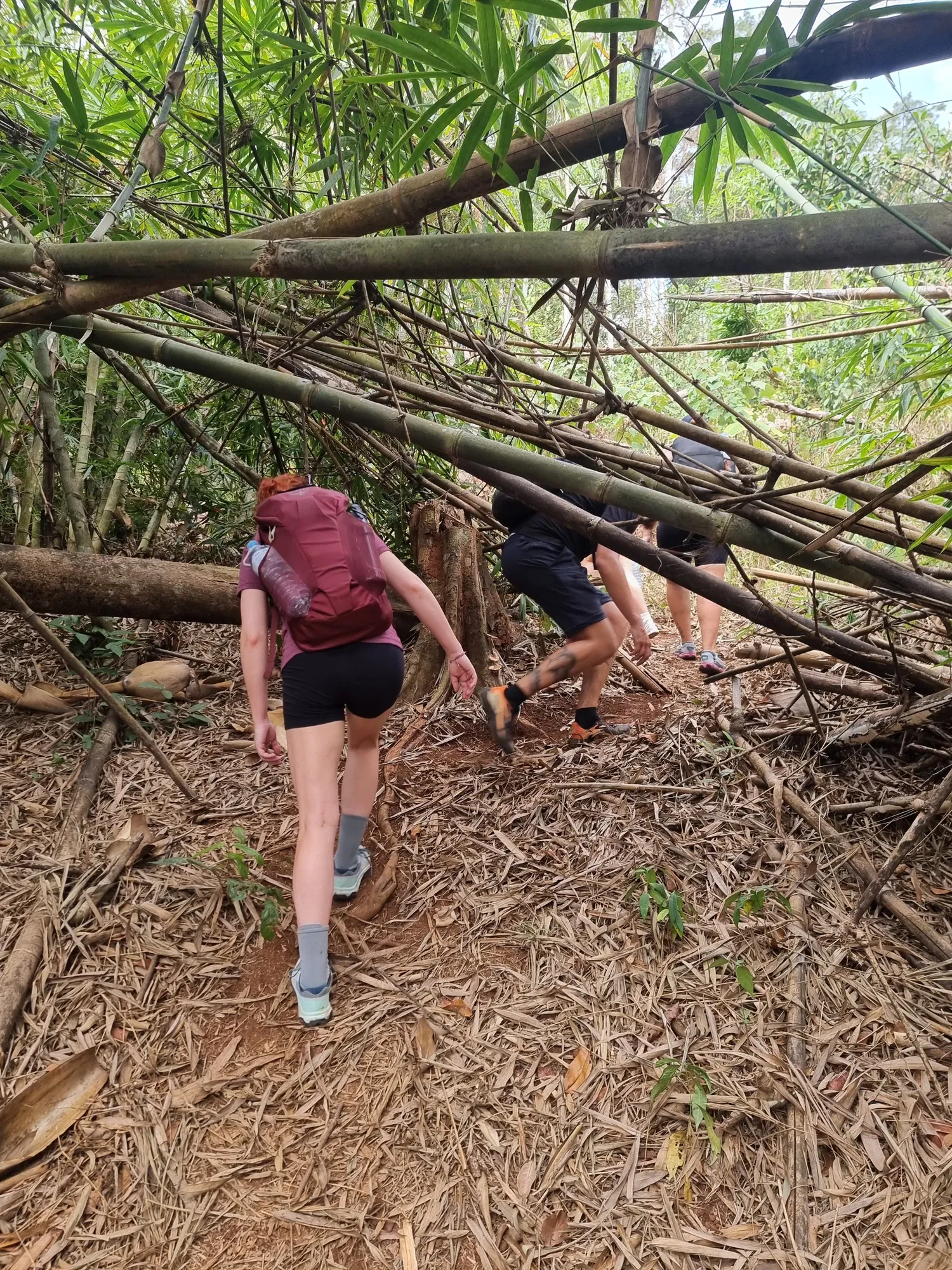 Ségolène et deux autres randonneurs avancent sous des bambous couchés en travers du sentier, dans la jungle