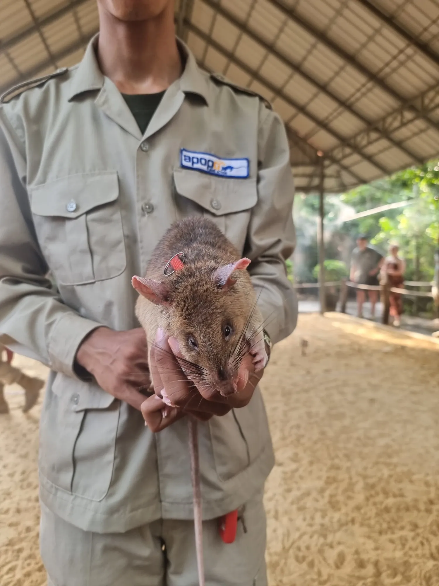Un rat géant tenu à deux mains par un employé de l'Apopo Center en uniforme beige
